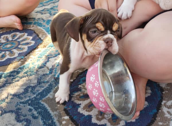 English bulldog dog store food