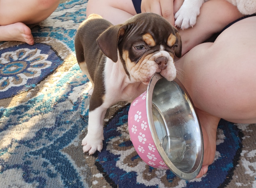 feeding your bulldog puppy