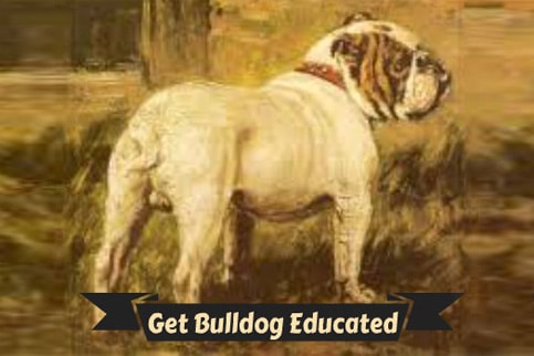 health problems with wrinkly bulldogs