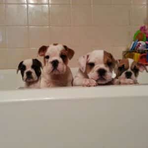 How to give your bulldog puppy a bath