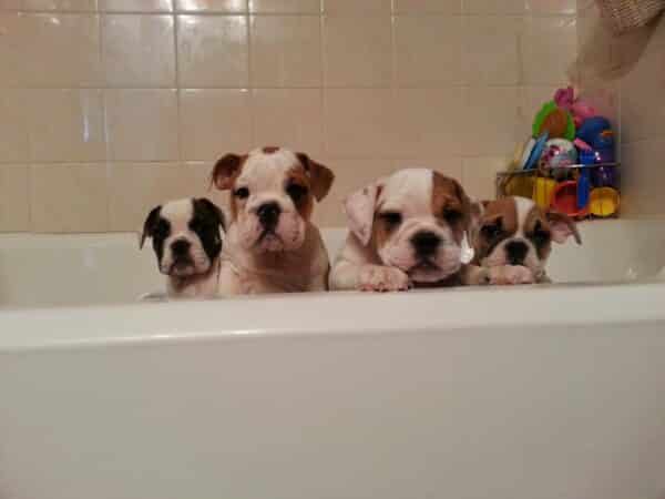 How to give your bulldog puppy a bath