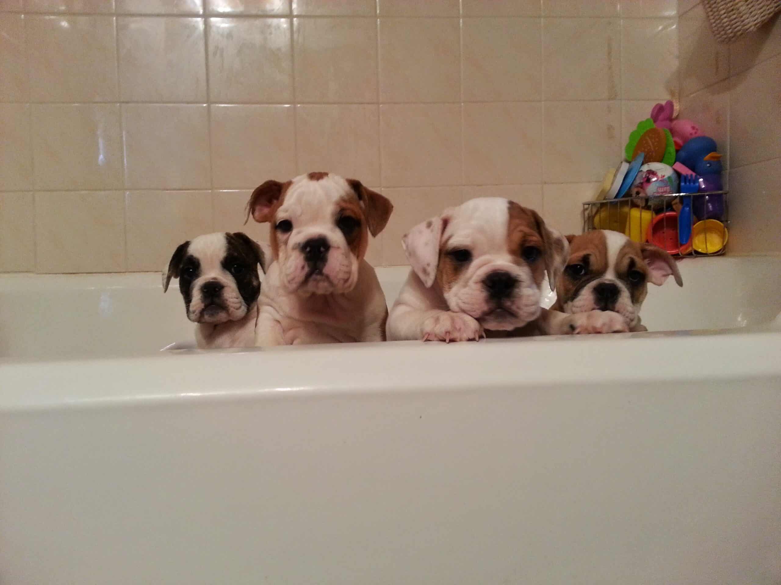 How to Give Your Bulldog Puppy a Bath - Bruiser BulldogsBruiser Bulldogs