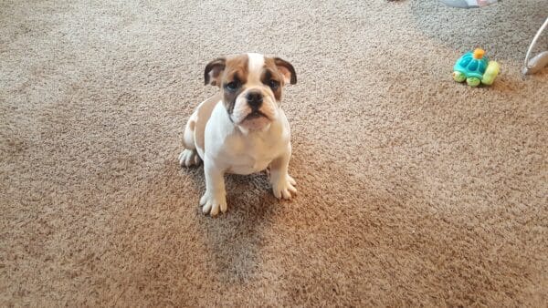 Obedience class and bulldogs for the best family dog