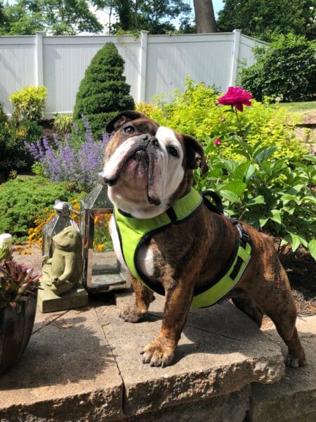 English Bulldog Collar vs Harness IBruiser Bulldogs