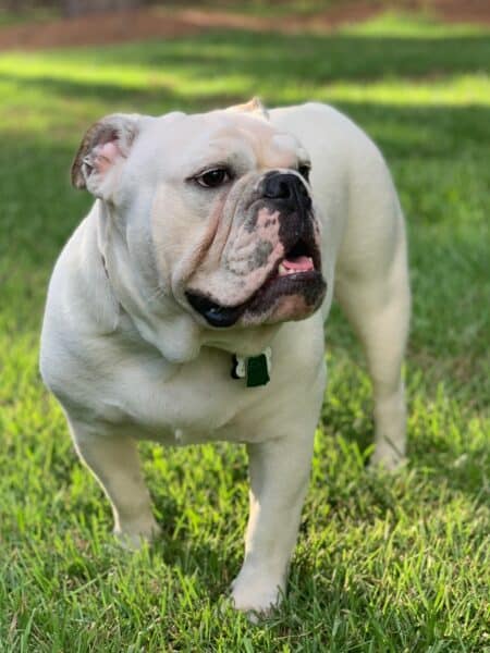 Misdiagnosing English Bulldog Health Issues IBruiser Bulldogs