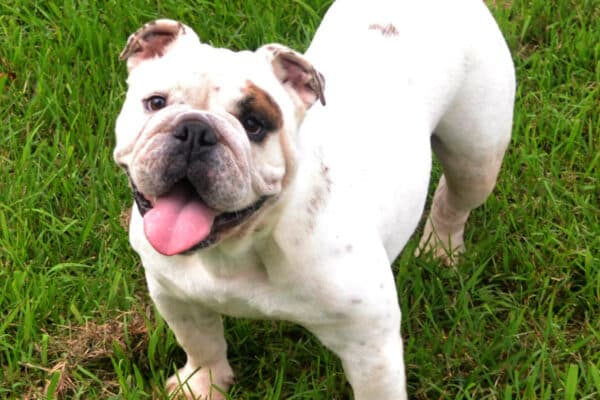 how to care for a female english bulldog