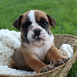 English Bulldog puppy in a basket