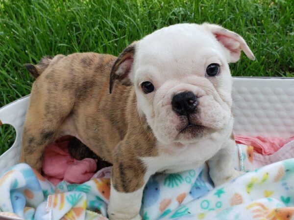 english bulldog puppy