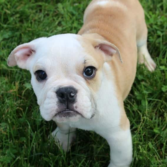 Potty training english cheap bulldog puppy