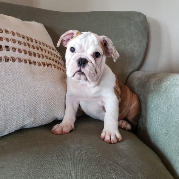 English Bulldog Health Issues