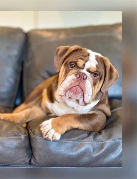 English Bulldog Health Issues