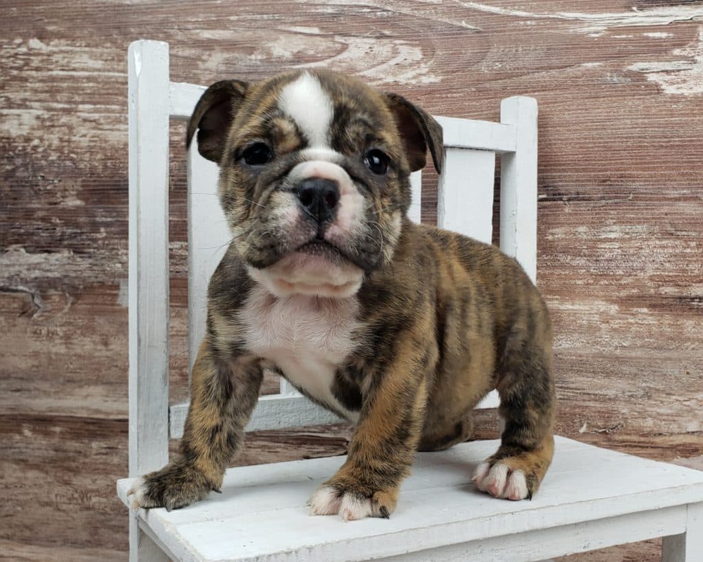 Brindle English Bulldog Puppies for Sale