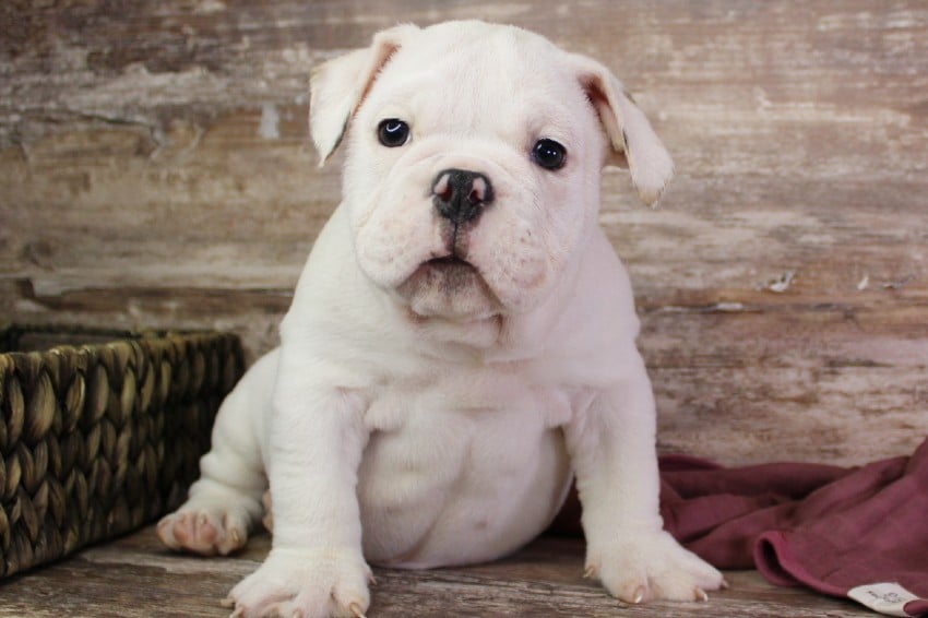 Black and white english best sale bulldog puppy