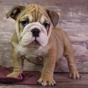 Fawn English Bulldog Puppies for Sale
