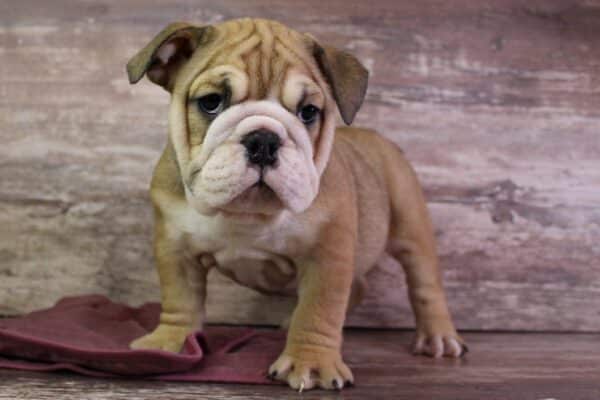 brown and white english bulldog