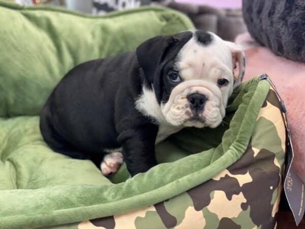 black english bulldogs