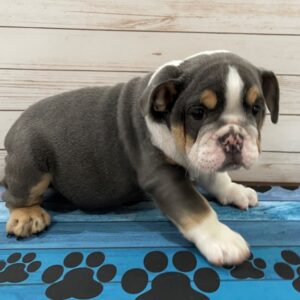 blue english bulldog puppies for sale