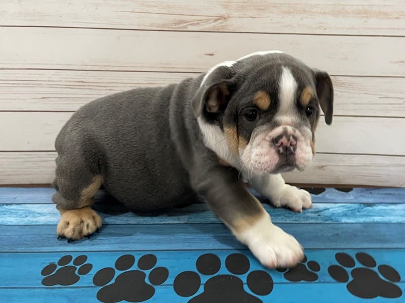 are english bulldogs good emotional