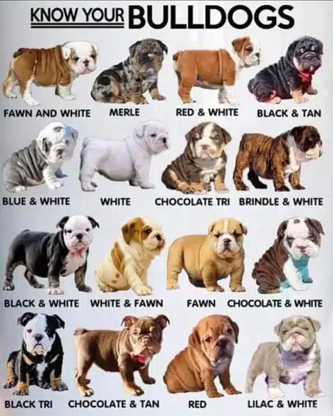 Black and white english bulldog store for sale