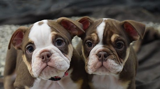 brown and white english bulldog