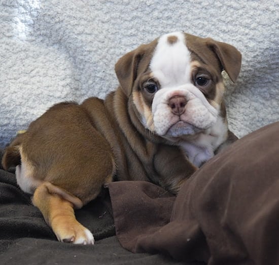 chocolate tri english bulldogs