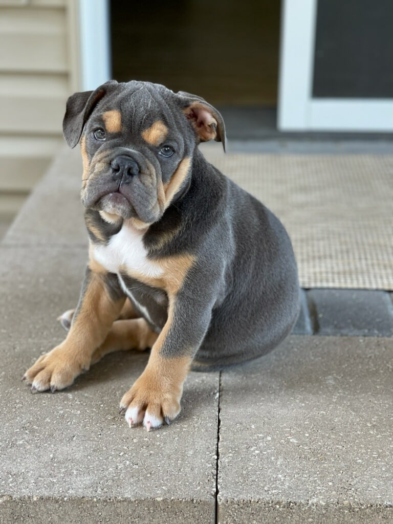 Blue tri English Bulldog Puppies for Sale