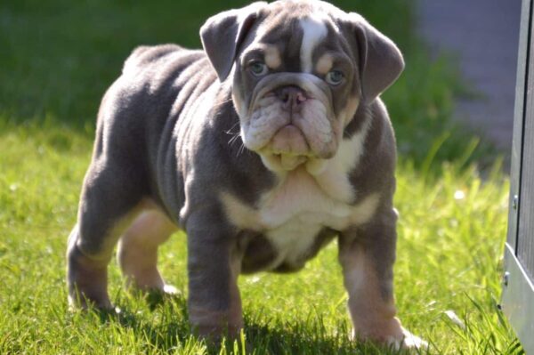 Lilac tri store english bulldog stud