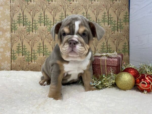 lilac english bulldog puppy 