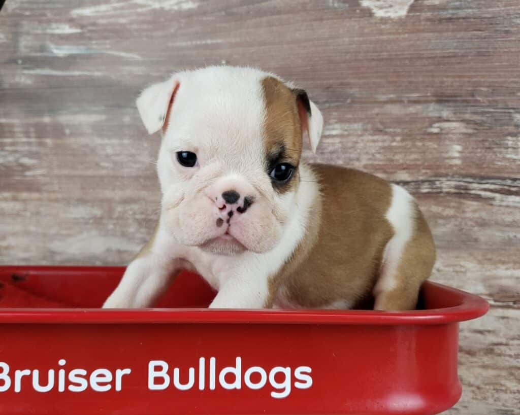 Red English Bulldog Puppies for Sale