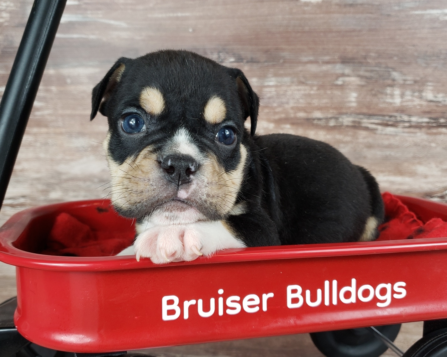 English bulldog best sale black tri