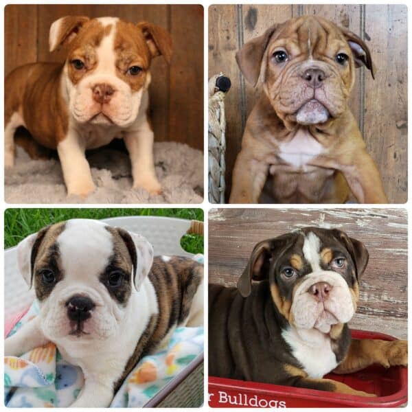 AKC English Bulldog