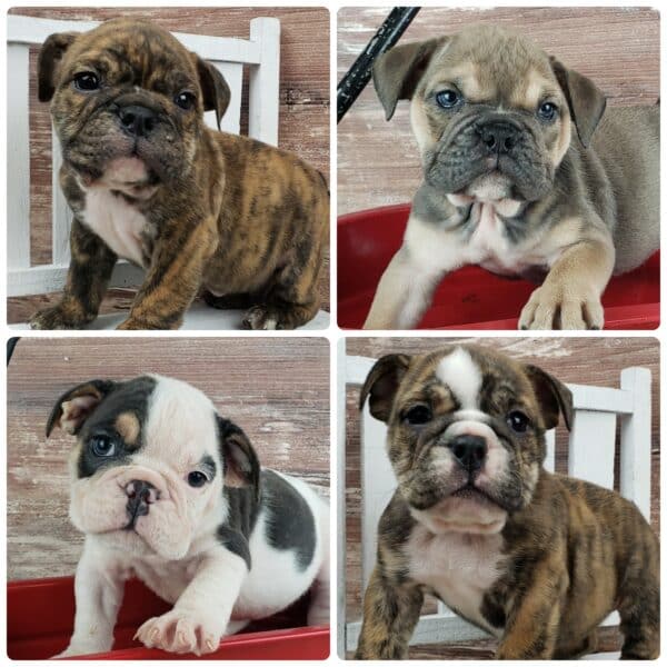 English Bulldog Stud Service -Bruiser Bulldogs