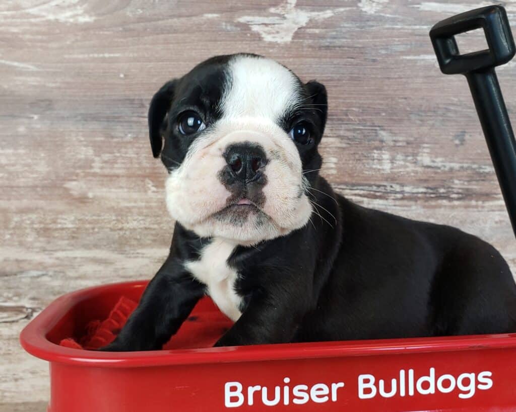 solid black english bulldog