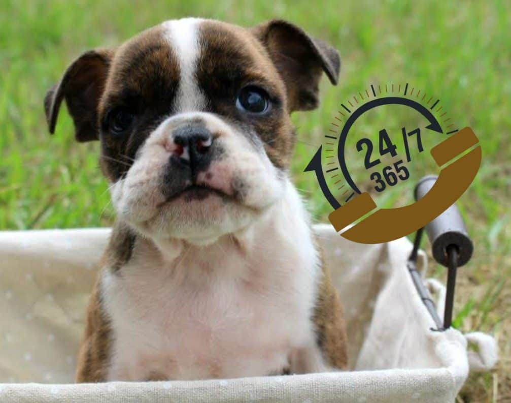 English Bulldog - calm intelligent - WARSAW DOG