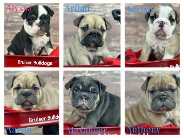 English Bulldog Puppies by AKC English Bulldog Breeders -Bruiser Bulldogs