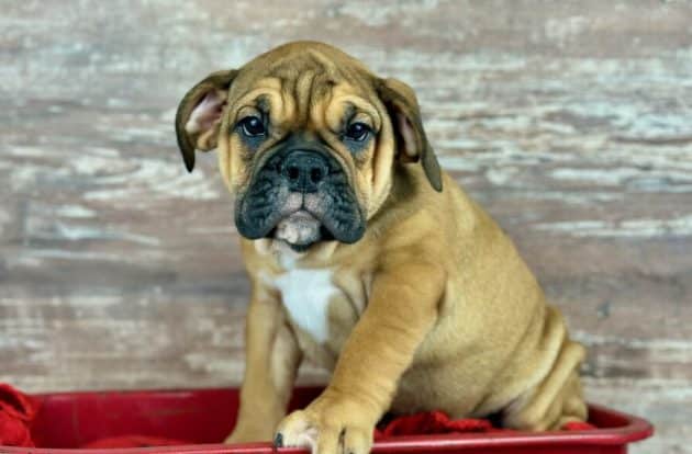 Bulldog puggle best sale mix for sale