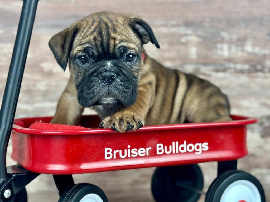 bulldog doggy daycare