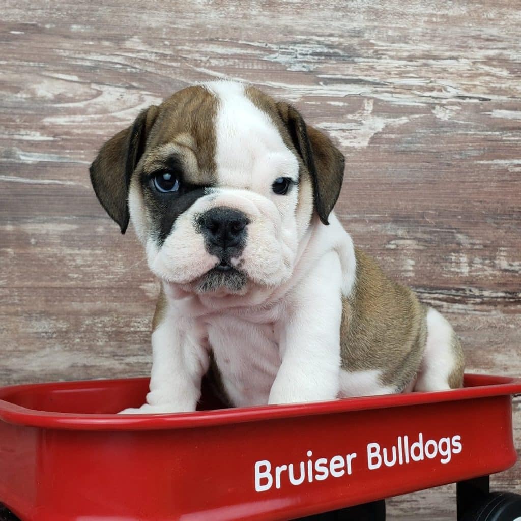 What Is A Vertical Pedigree And How Does It Create Healthy Bulldogs ...