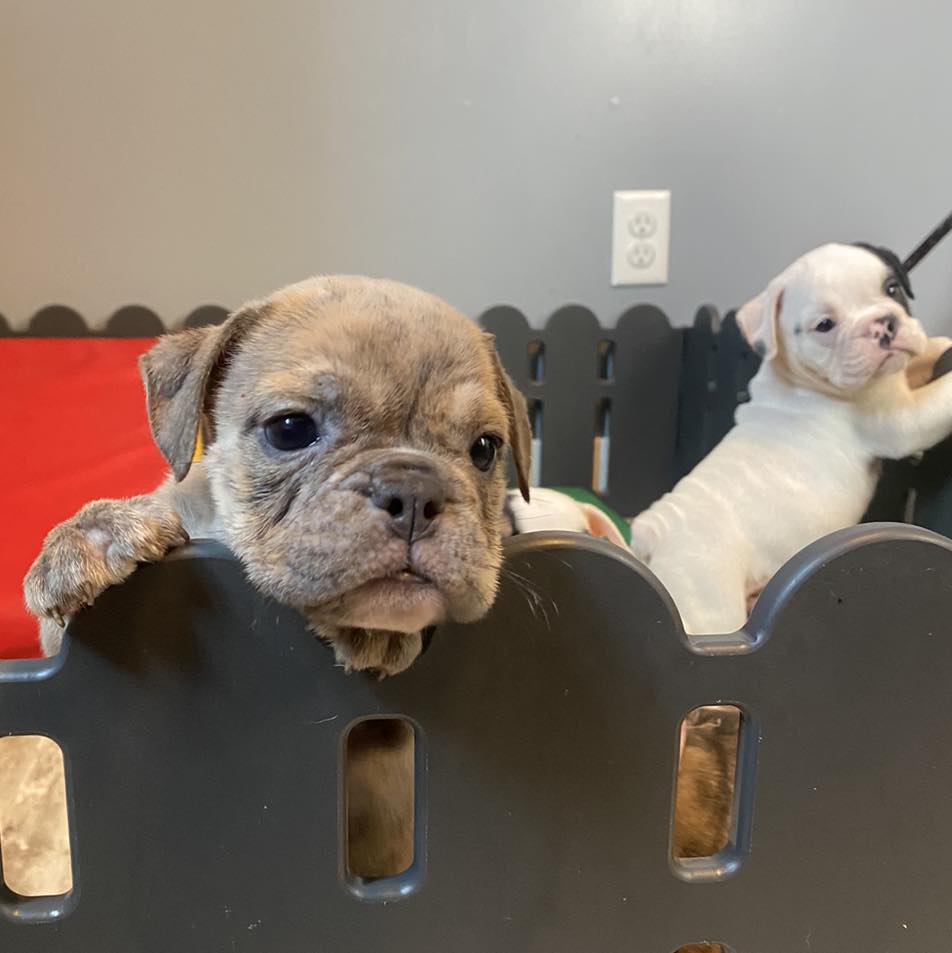 bulldog doggy daycare