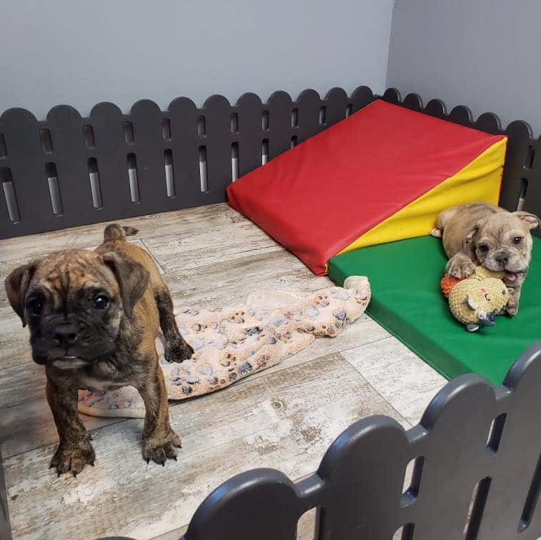 bulldog doggy daycare