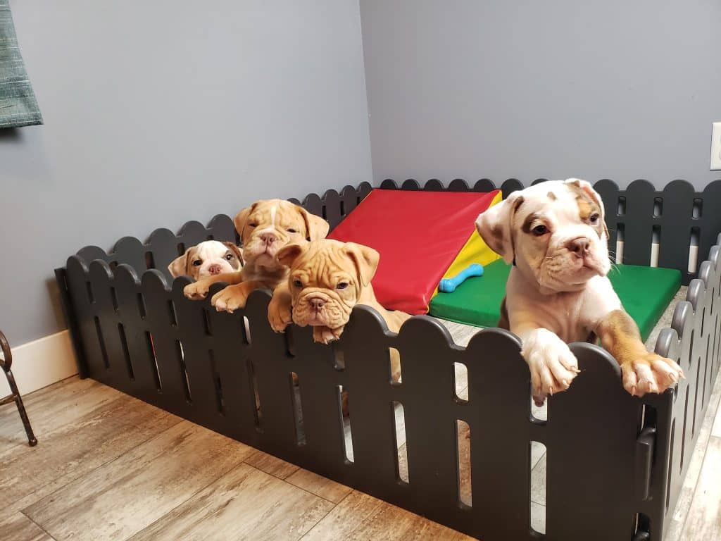 bulldog doggy daycare