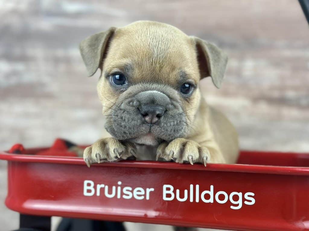 The Best Toys for Your Bulldog Bruiser BulldogsBruiser Bulldogs