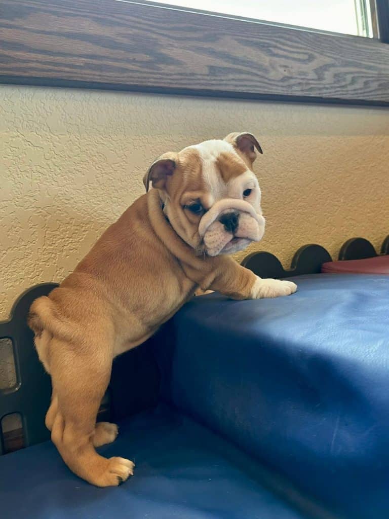 Kentucky English Bulldog Puppies for Sale -Bruiser Bulldogs