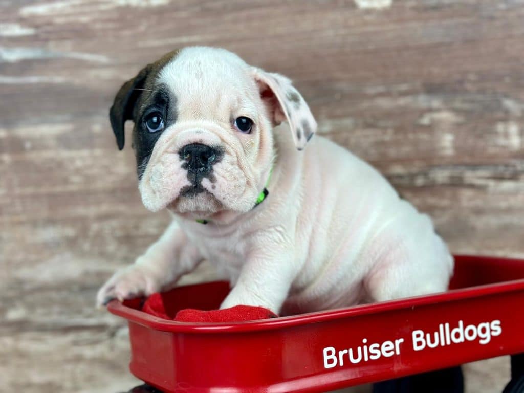 Massachusetts English Bulldog puppy