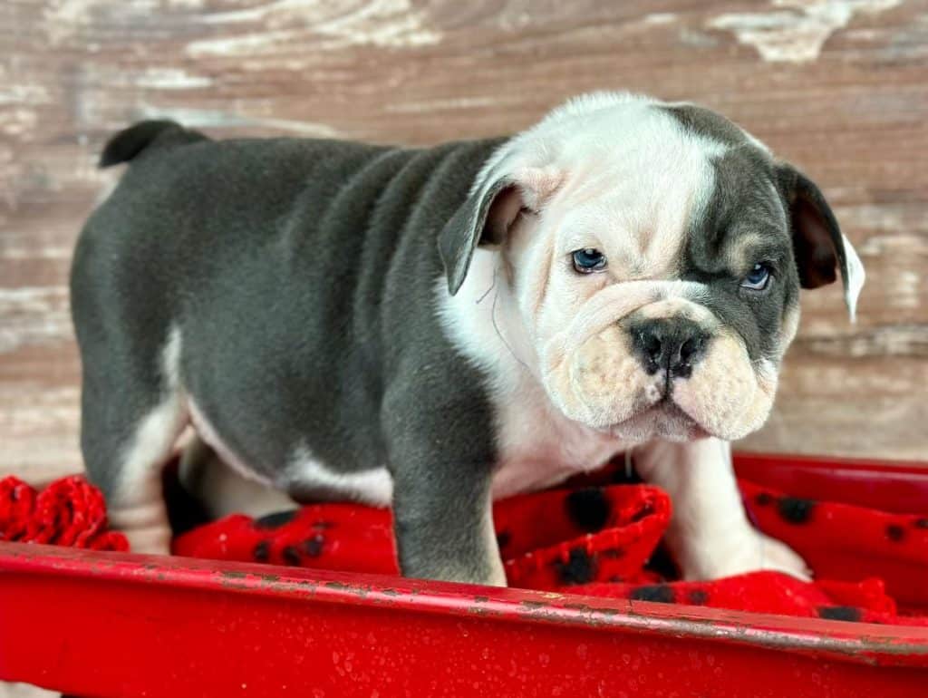 Ohio English Bulldog breeders