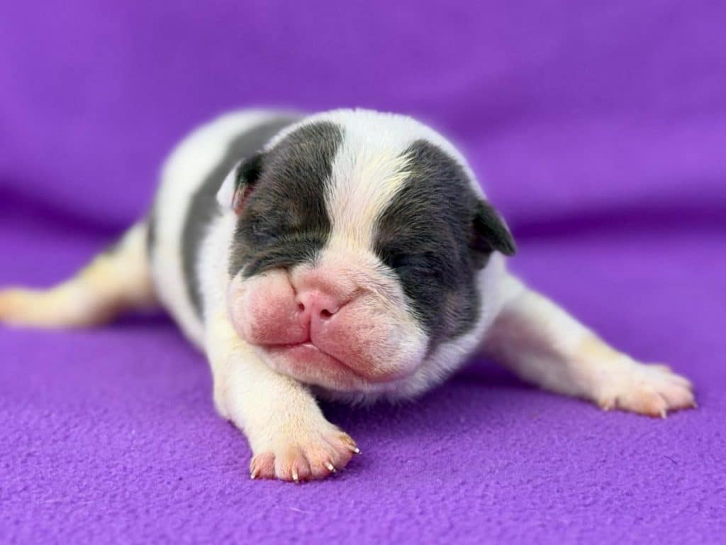 Baby English Bulldog: English Bulldog Puppy Stages -Bruiser Bulldogs, image size:1024x768
